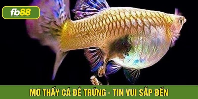 Chiêm bao thấy cá đẻ trứng là điềm báo may mắn