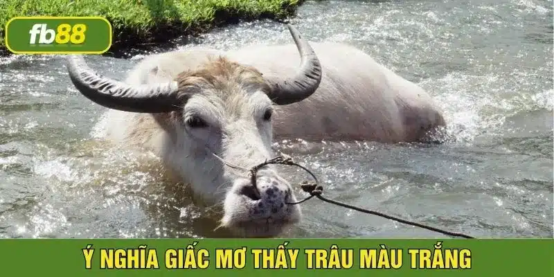 Mơ thấy trâu màu trắng có thể đánh 31 76