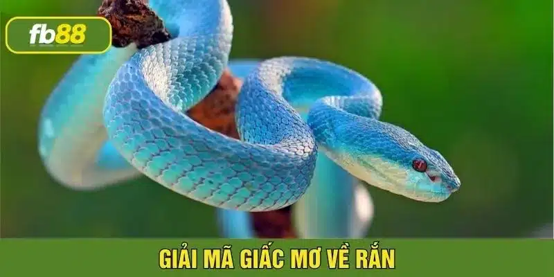 Giải thích hiện tượng nằm mơ thấy rắn điềm gì theo tâm linh